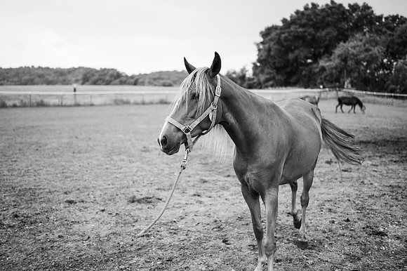 DSC_6034-2