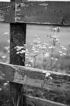 DSC_6054-2